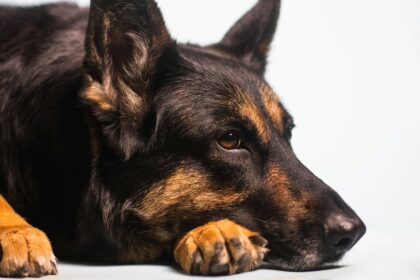 a close up of a dog laying on the ground