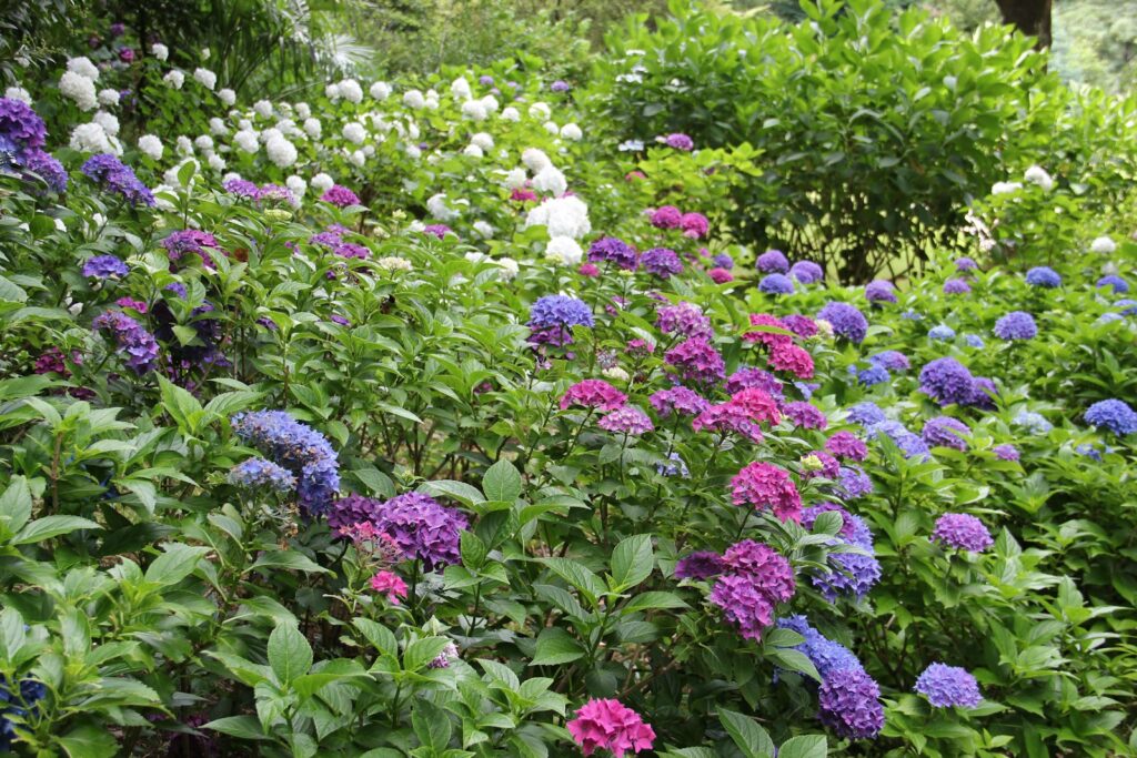 purple flowers with green leaves