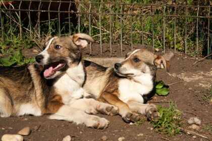 a couple of dogs laying on top of a dirt field