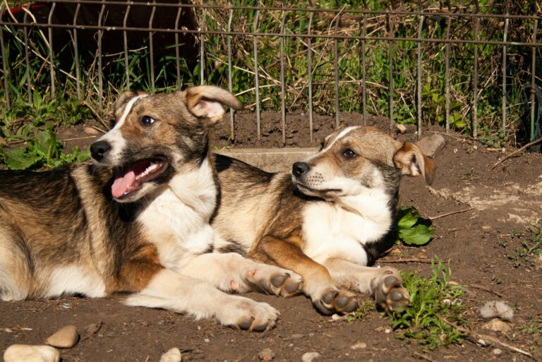 a couple of dogs laying on top of a dirt field